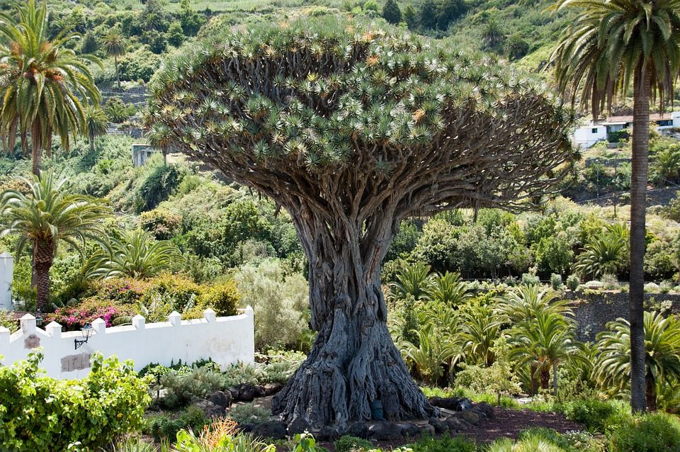 Low Cost. Las Palmas + Volcán Jardín Botánico: Servicios de Parafarmacia Internacional Low Cost. Las Palmas + Volcán Jardín Botánico: Servicios de Parafarmacia Internacional