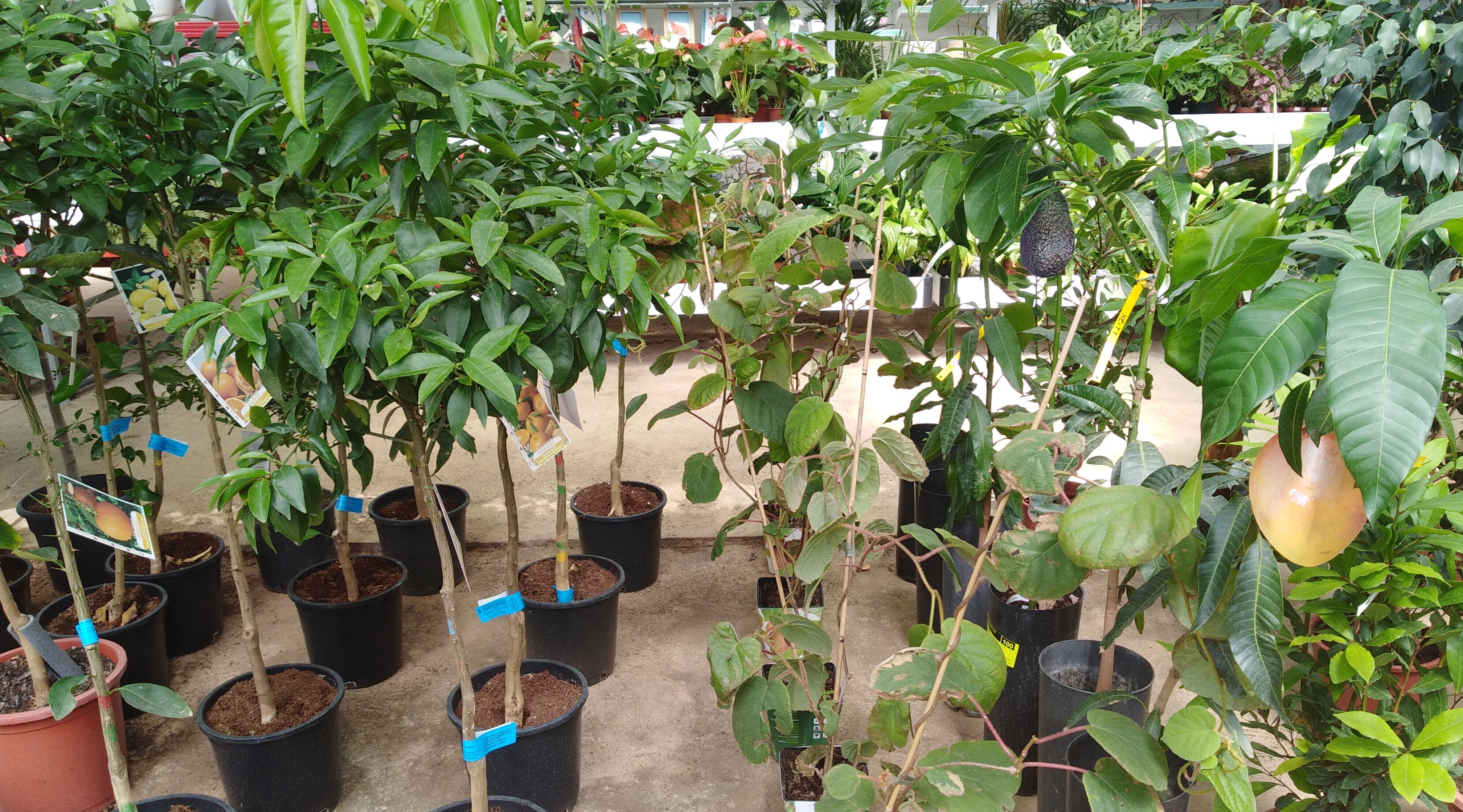 Gran variedad de frutales: limoneros, mangos, aguacates, higueras, etc. Gran variedad de frutales: limoneros, mangos, aguacates, higueras, etc.