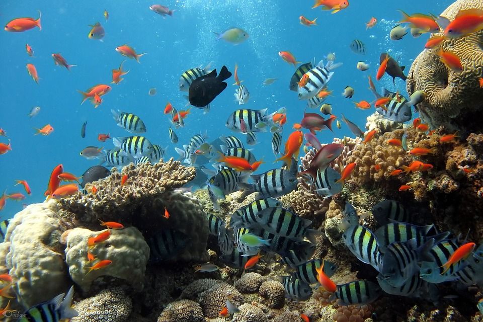 Peces Peces