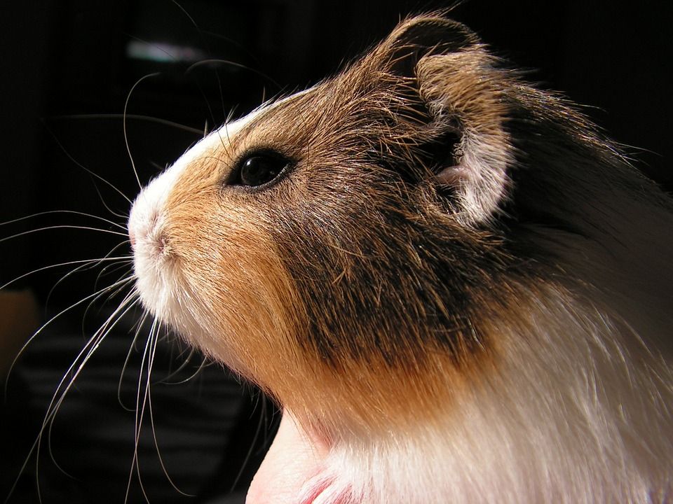 Cobaya Cobaya