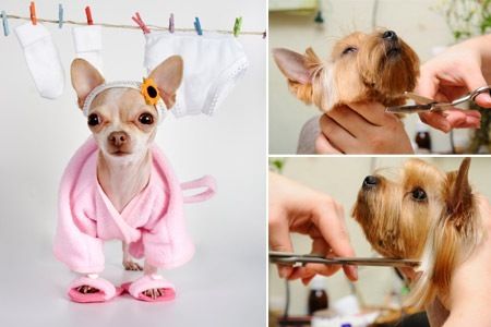 Peluquería especializada: Servicios de Aldavet Peluquería especializada: Servicios de Aldavet