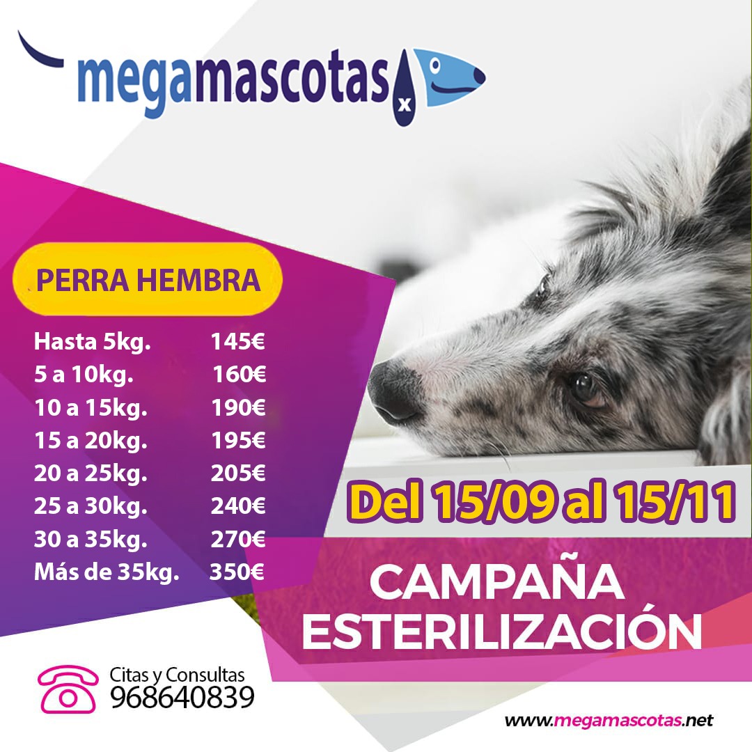 PROMOCIONES: Servicios de Megamascotas PROMOCIONES: Servicios de Megamascotas