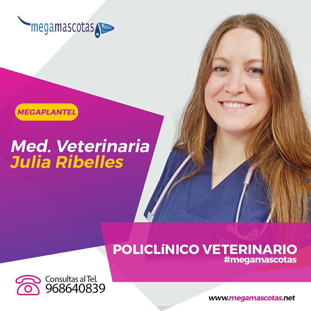 Cursos de formación veterinaria en Molina de Segura