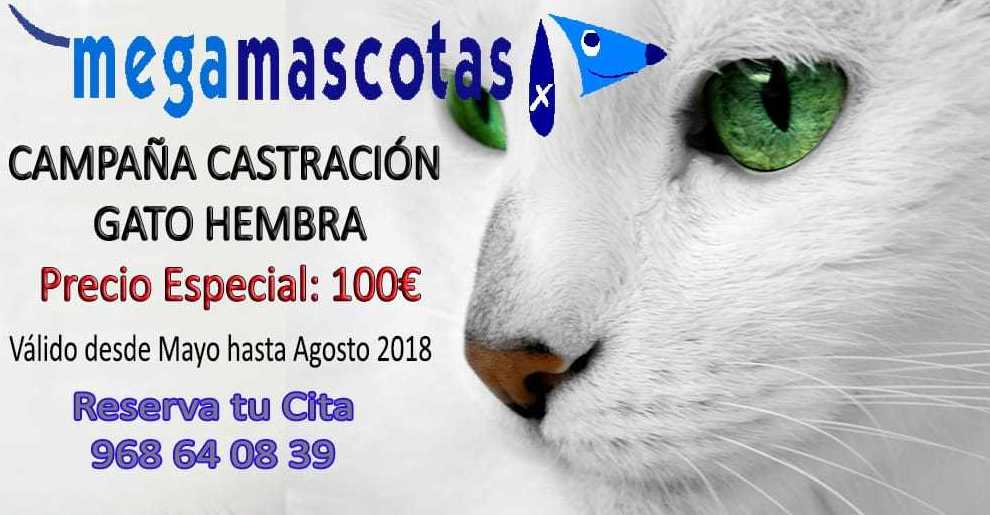 Castración de gatos En Murcia Castración de gatos En Murcia