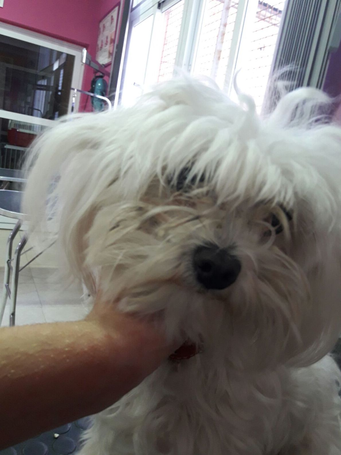 Peluqueria canina en Murcia Peluqueria canina en Murcia
