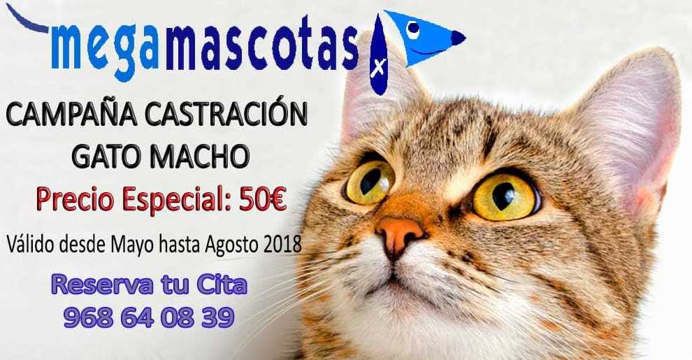Castración gato macho Murcia Castración gato macho Murcia