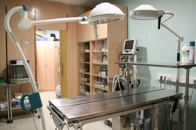 Servicios de Cirugia: Servicios de Megamascotas Servicios de Cirugia: Servicios de Megamascotas