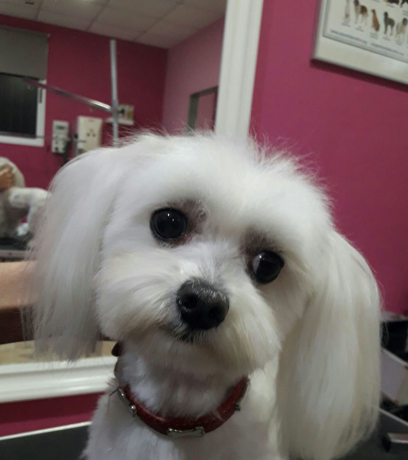 Peluquera canina especialistas en razas pequeñas Peluquera canina especialistas en razas pequeñas