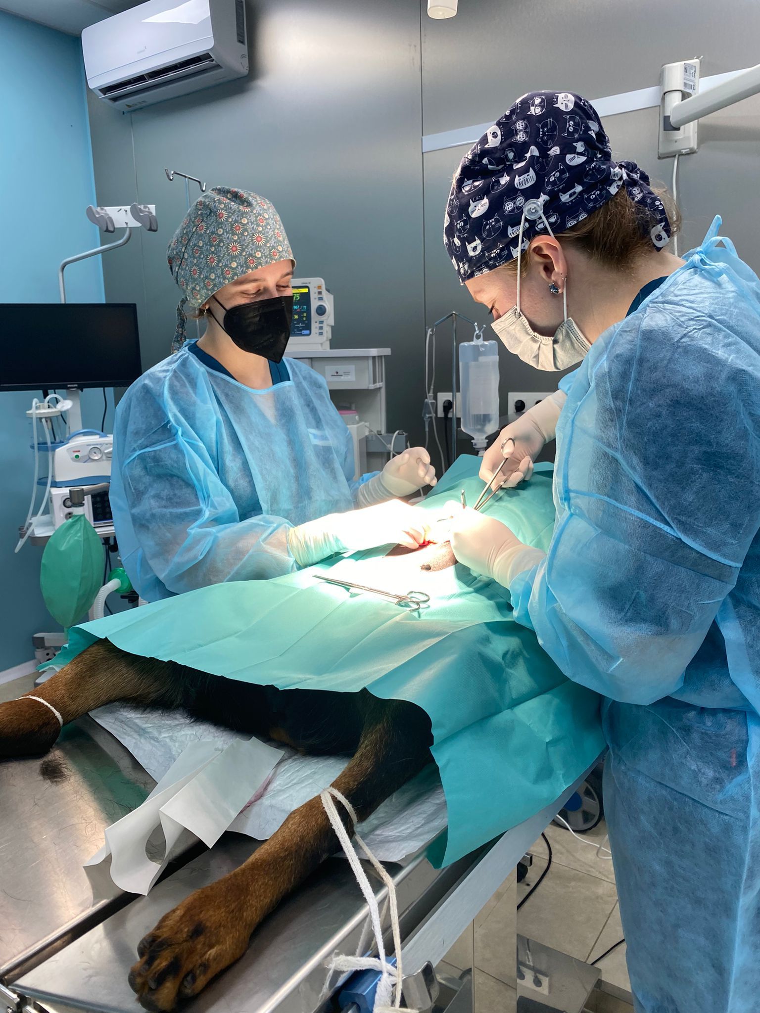 Cirugías veterinarias en Molina de Segura