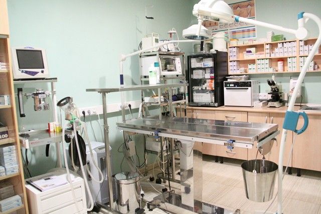 Servicios de Cirugia: Servicios de Megamascotas Servicios de Cirugia: Servicios de Megamascotas