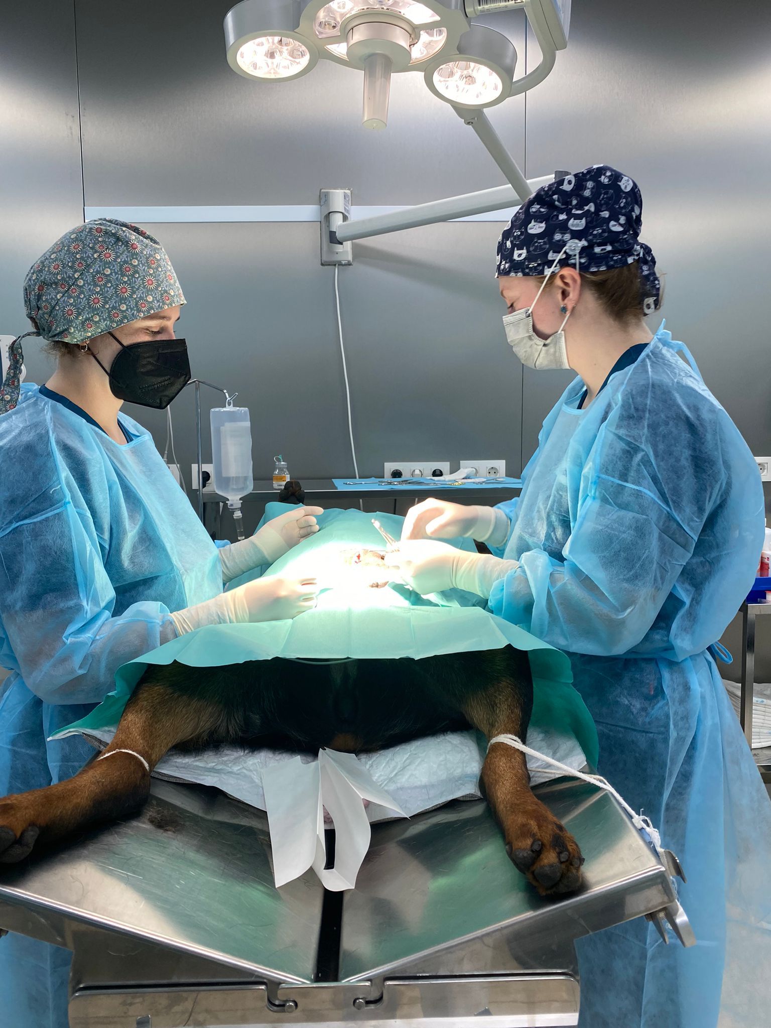 Intervenciones quirúrgicas para animales en Molina de Segura