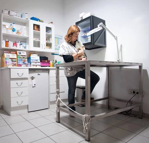 Veterinario: Productos y servicios de Don Perro Veterinario: Productos y servicios de Don Perro