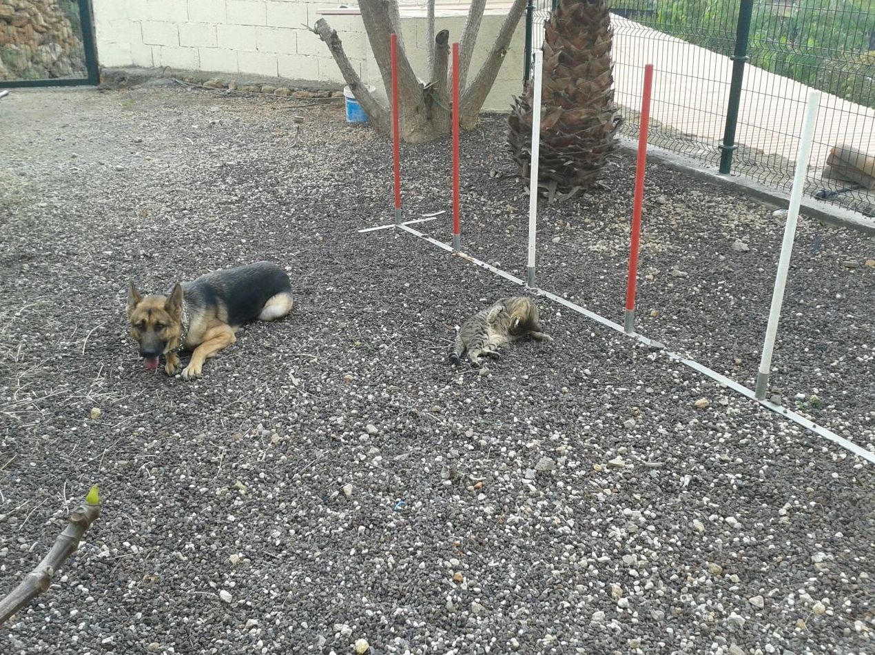 Cursos adiestramientos perros: Productos y servicios de Don Perro Cursos adiestramientos perros: Productos y servicios de Don Perro