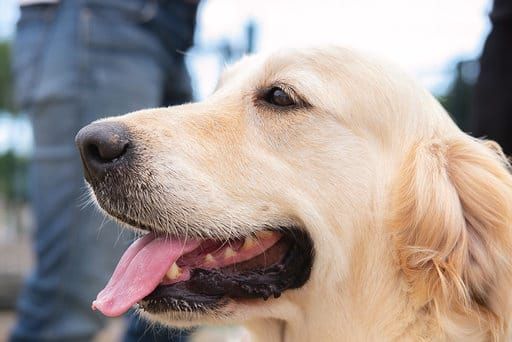 Terapia con perros: Productos y servicios de Don Perro Terapia con perros: Productos y servicios de Don Perro