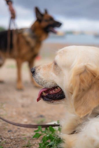 Terapia con perros: Productos y servicios de Don Perro Terapia con perros: Productos y servicios de Don Perro