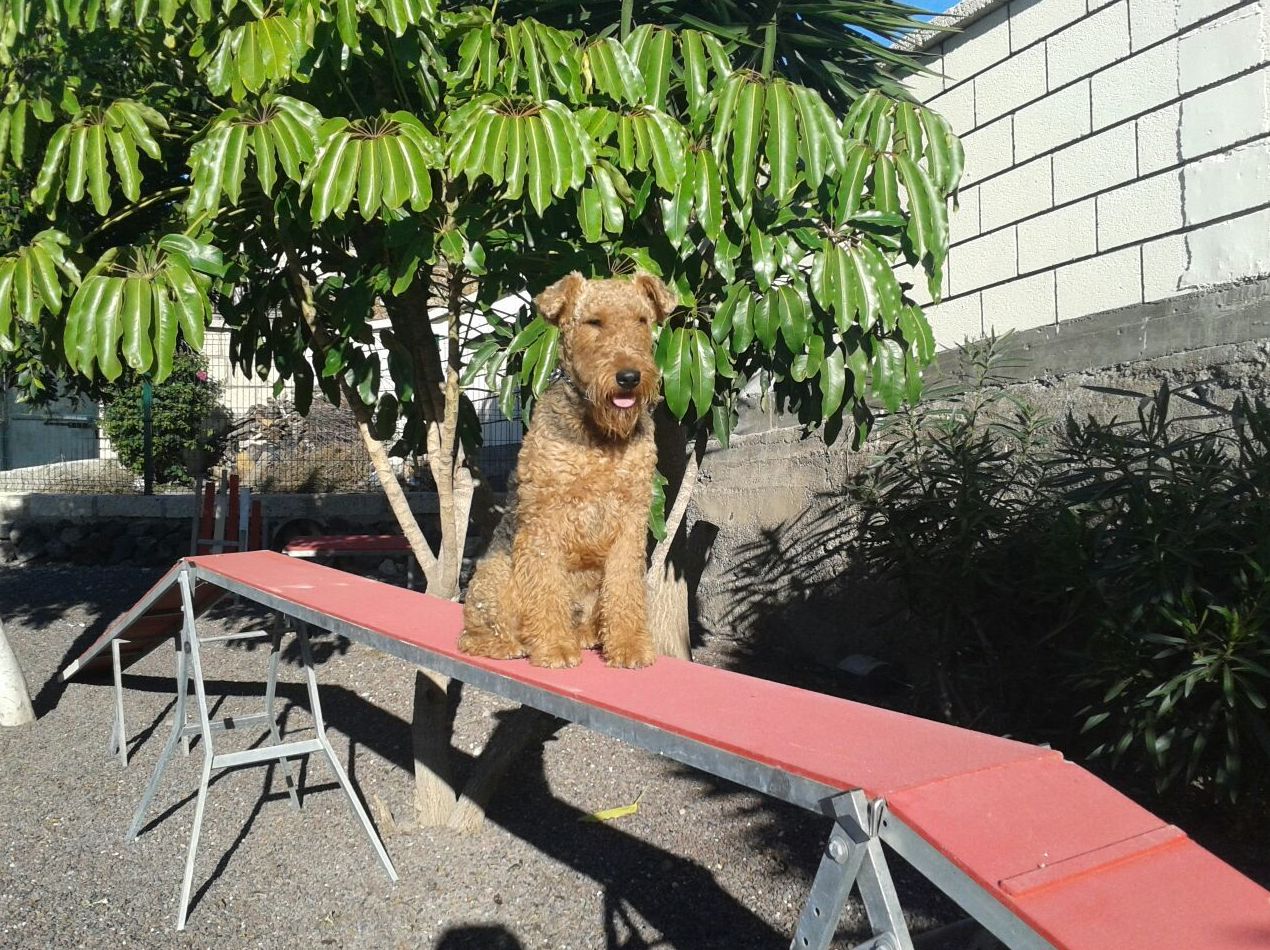 Adiestramiento perros: Productos y servicios de Don Perro Adiestramiento perros: Productos y servicios de Don Perro
