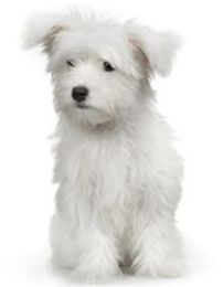 Criadero: Productos y servicios de Don Perro Criadero: Productos y servicios de Don Perro