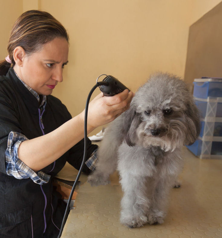 Peluquería canina: Productos y servicios de Don Perro Peluquería canina: Productos y servicios de Don Perro