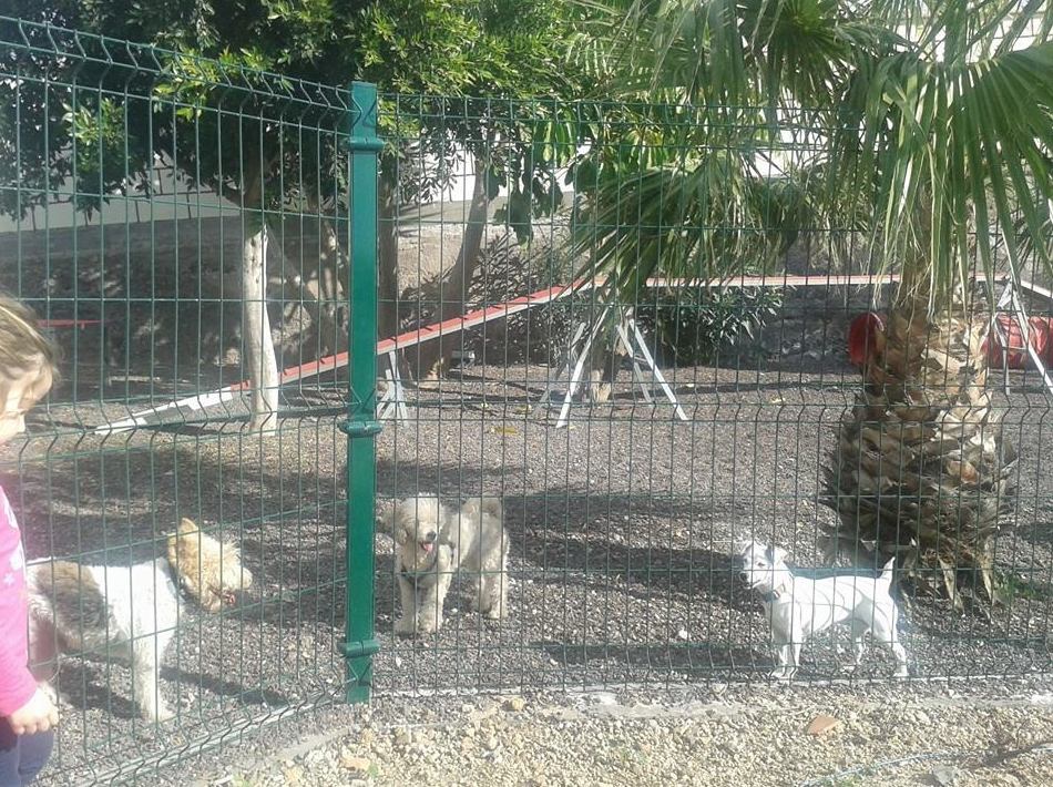 Cursos adiestramientos perros: Productos y servicios de Don Perro Cursos adiestramientos perros: Productos y servicios de Don Perro