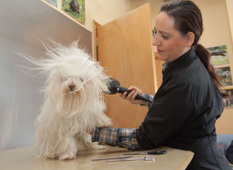 Peluquería canina: Productos y servicios de Don Perro Peluquería canina: Productos y servicios de Don Perro