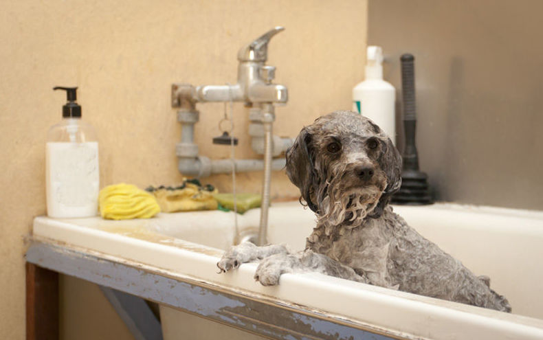 Peluquería canina: Productos y servicios de Don Perro Peluquería canina: Productos y servicios de Don Perro
