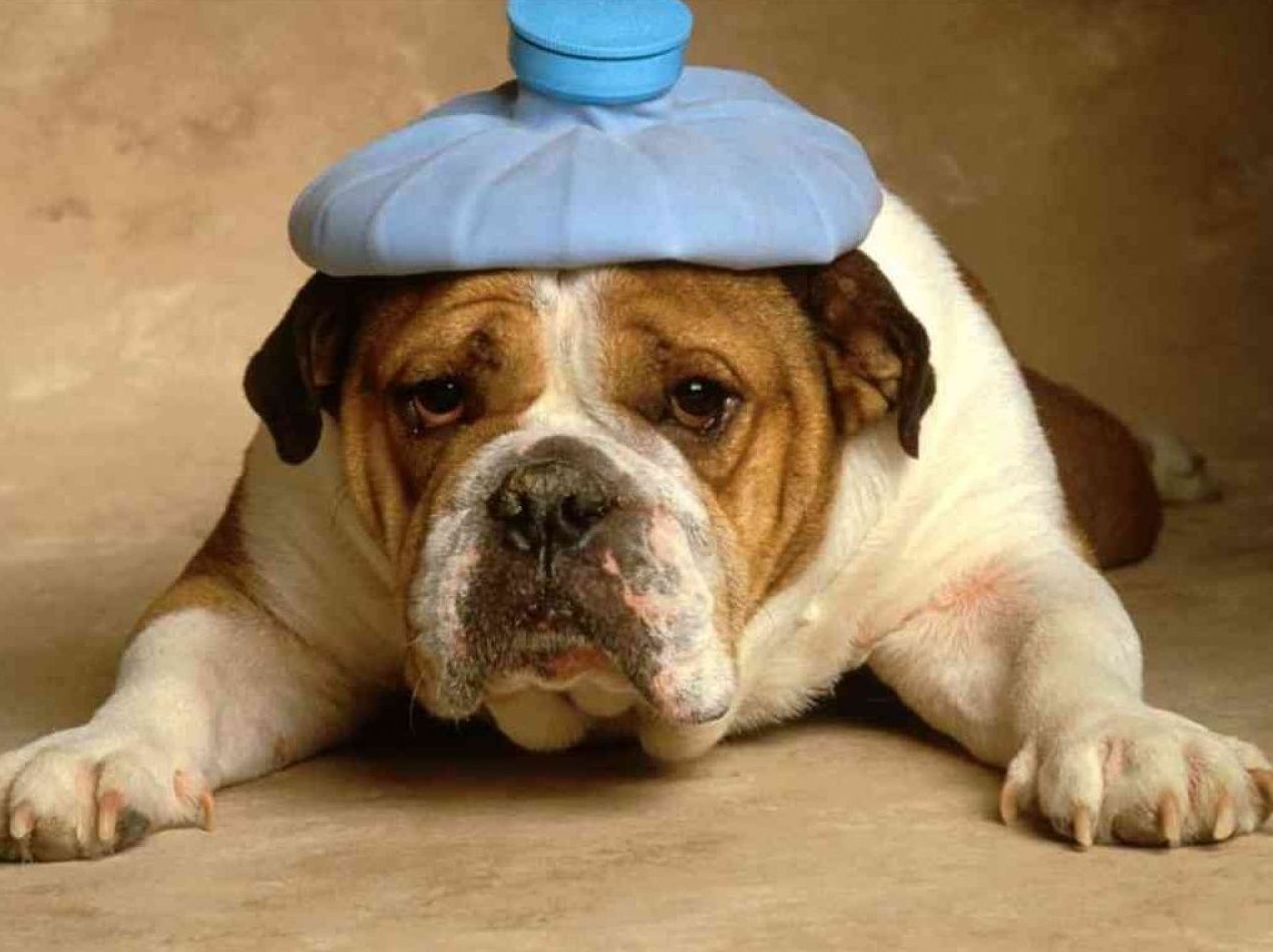 Veterinarios Torremolinos Veterinarios Torremolinos