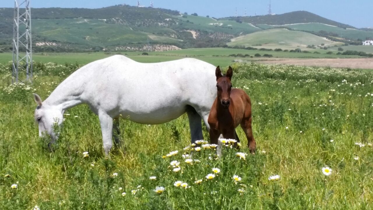 Venta de potrillos de pura raza en Jerez de la Frontera