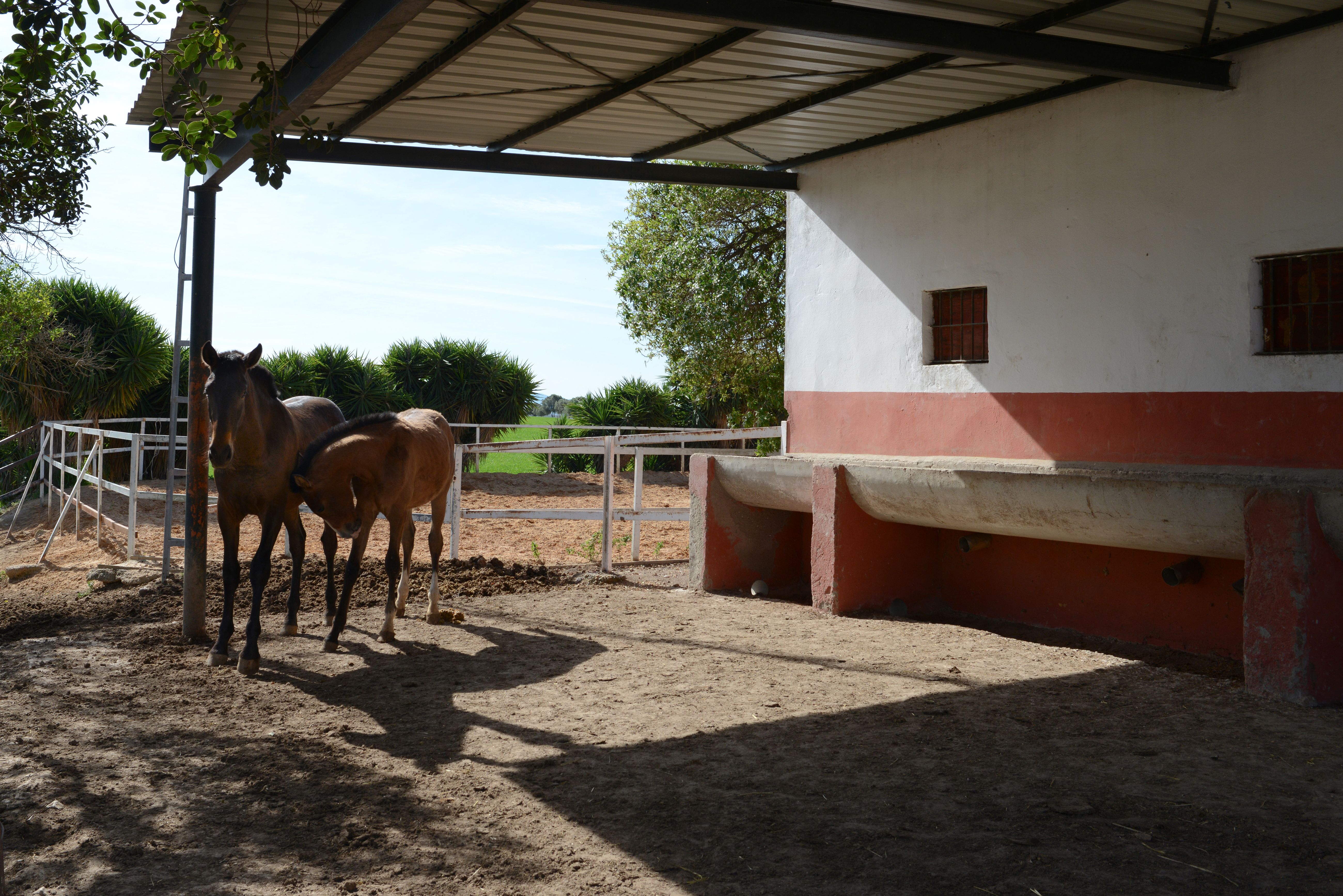 Foto 20 de Venta de caballos en  | Yeguada Ana María Bohórquez Martínez