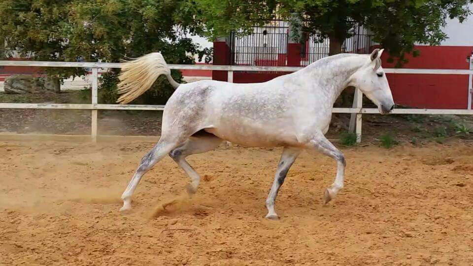 Venta de yeguas Hispano-Árabes en Jerez de la Frontera