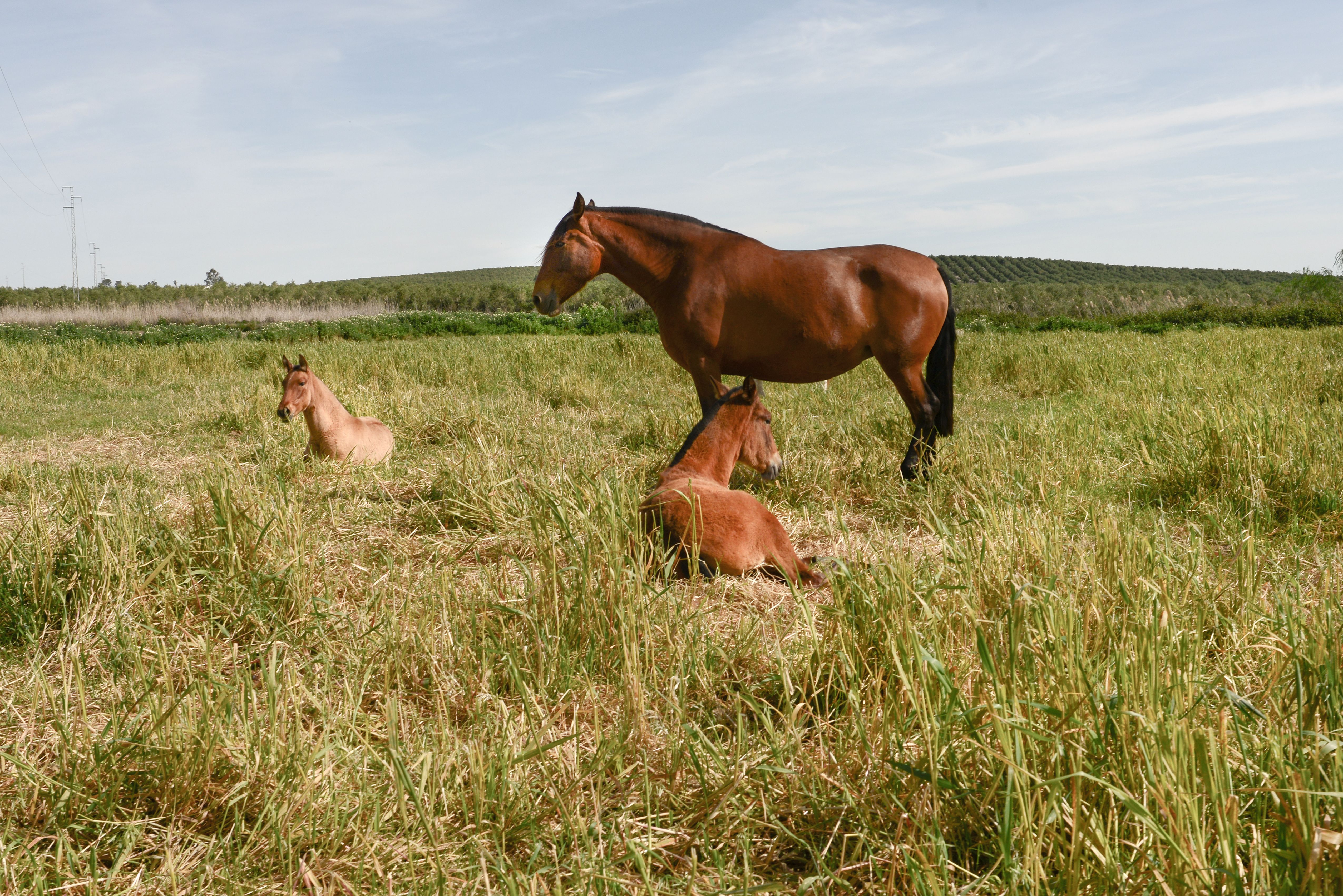 Foto 8 de Venta de caballos en  | Yeguada Ana María Bohórquez Martínez