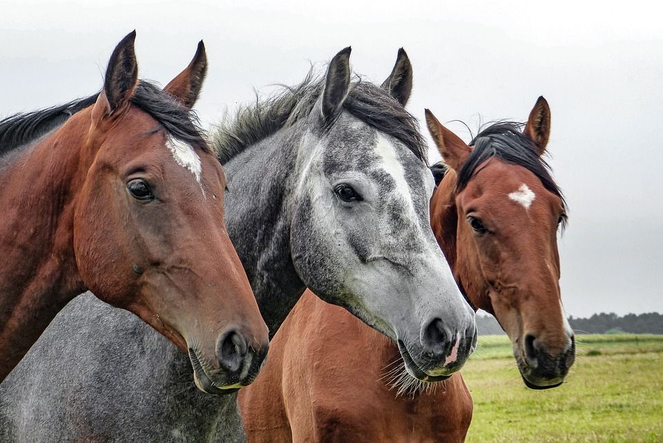 Venta de caballos hispano árabes en Jerez de la Frontera: claves