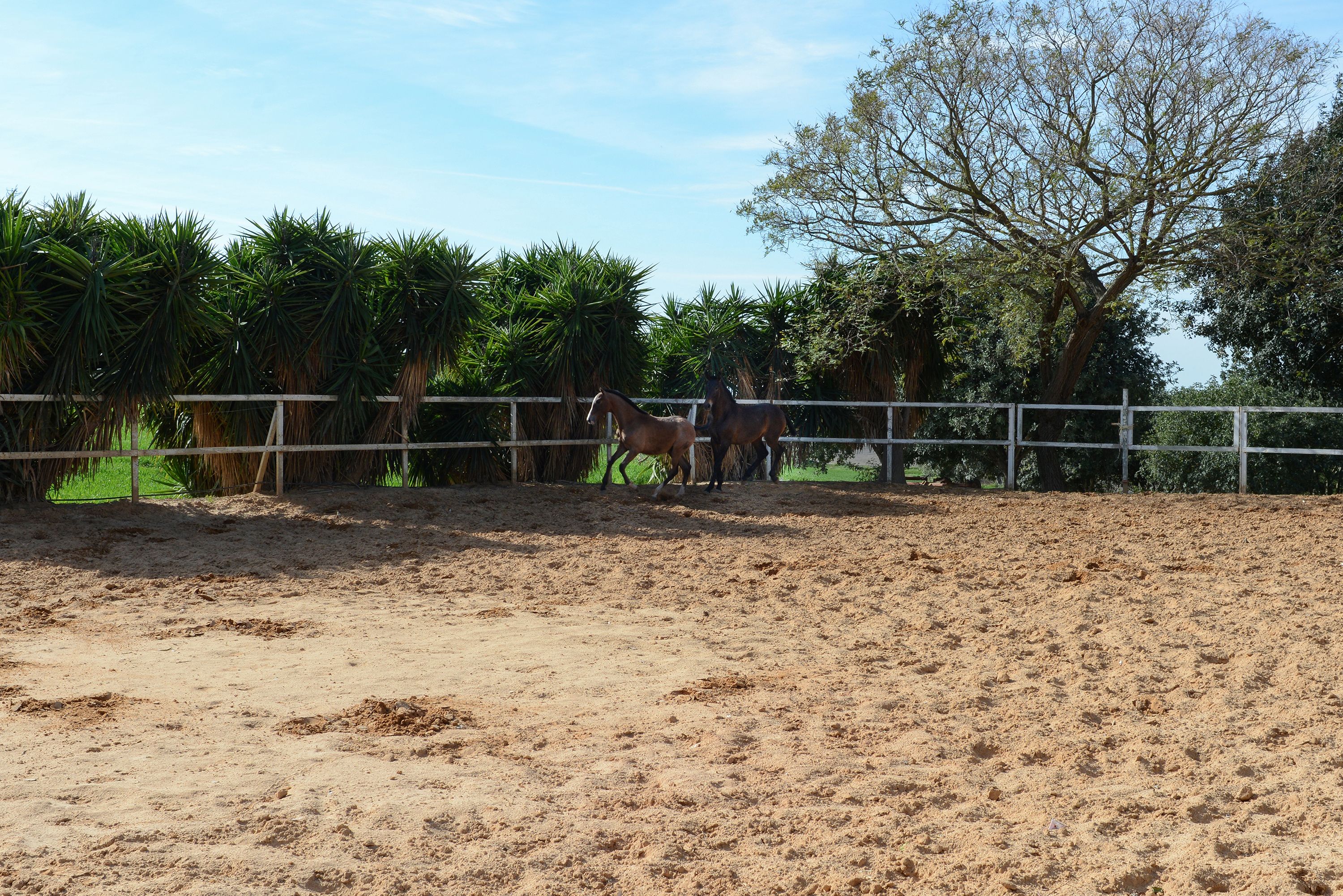 Foto 26 de Venta de caballos en  | Yeguada Ana María Bohórquez Martínez