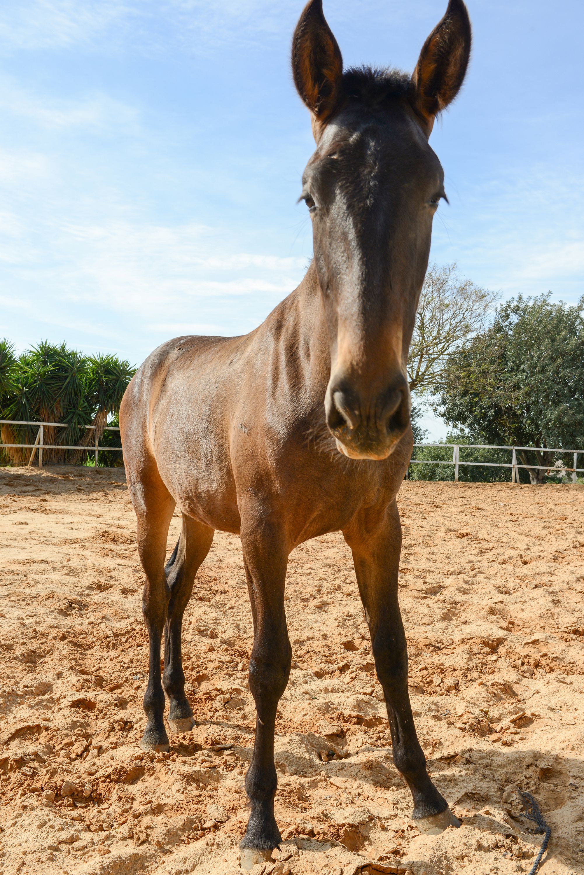 Foto 21 de Venta de caballos en  | Yeguada Ana María Bohórquez Martínez