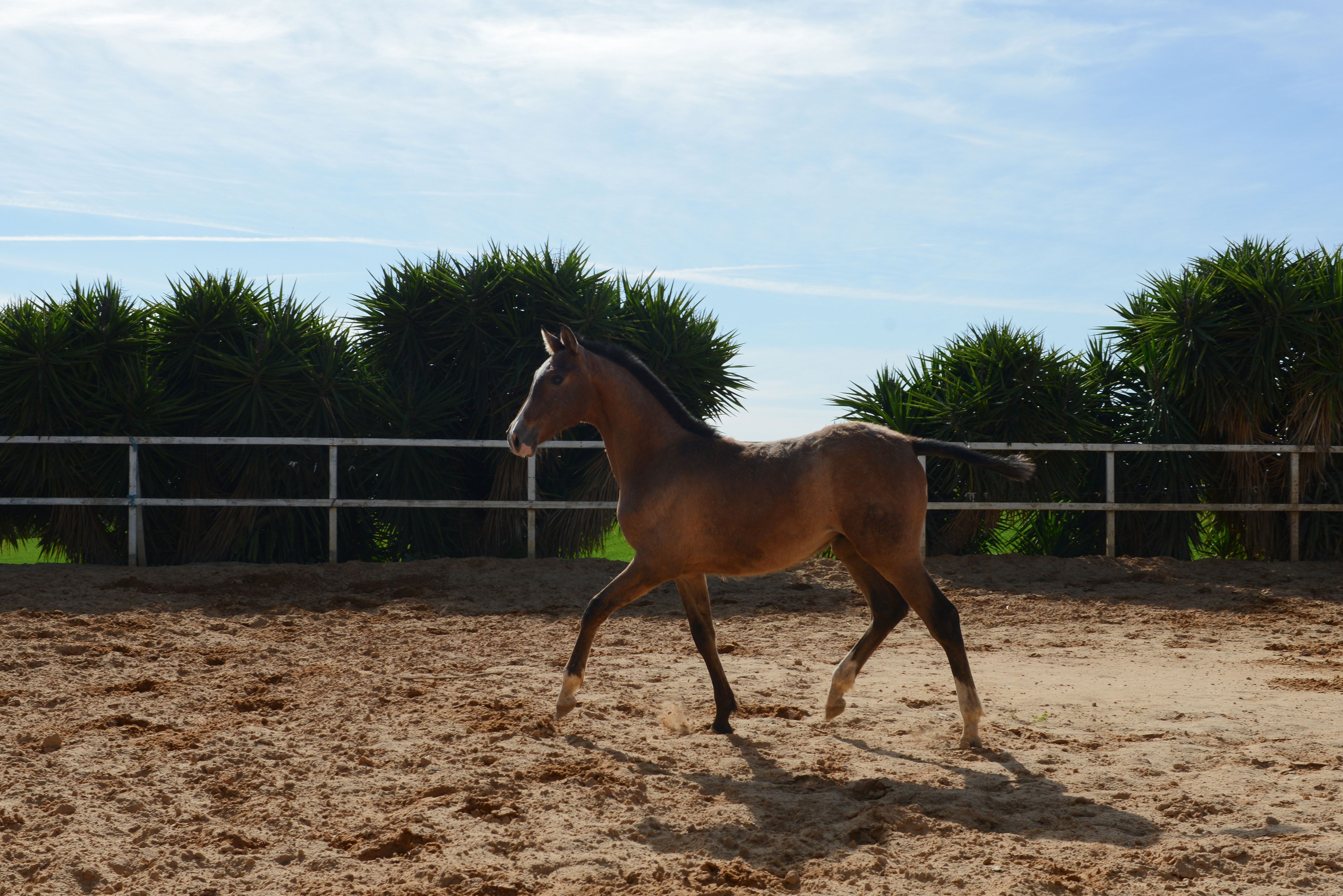 Foto 25 de Venta de caballos en  | Yeguada Ana María Bohórquez Martínez