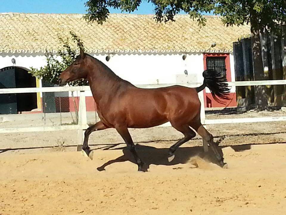 Yeguada de caballos Hispano-Árabes en Jerez de la Frontera