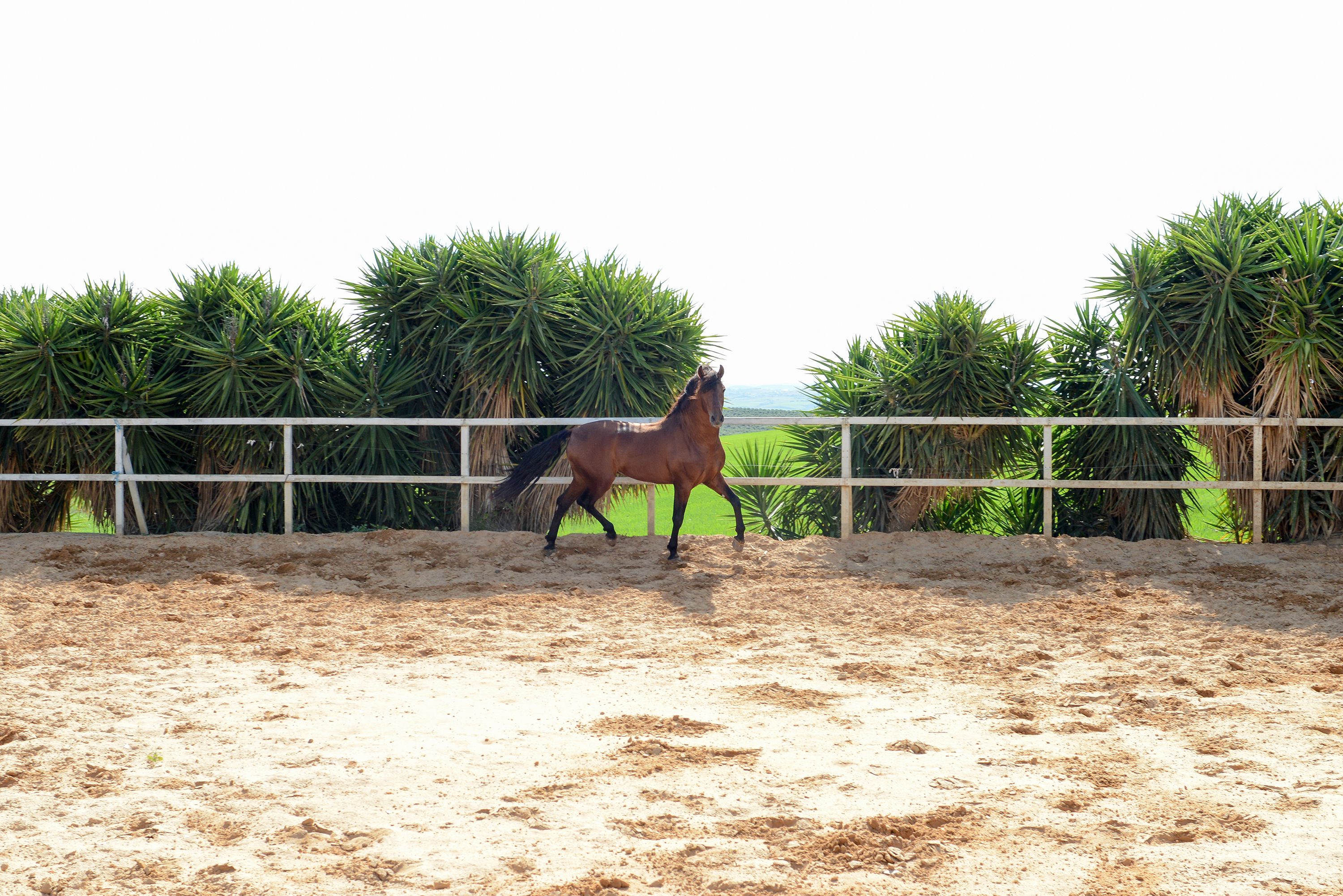 Foto 13 de Venta de caballos en  | Yeguada Ana María Bohórquez Martínez