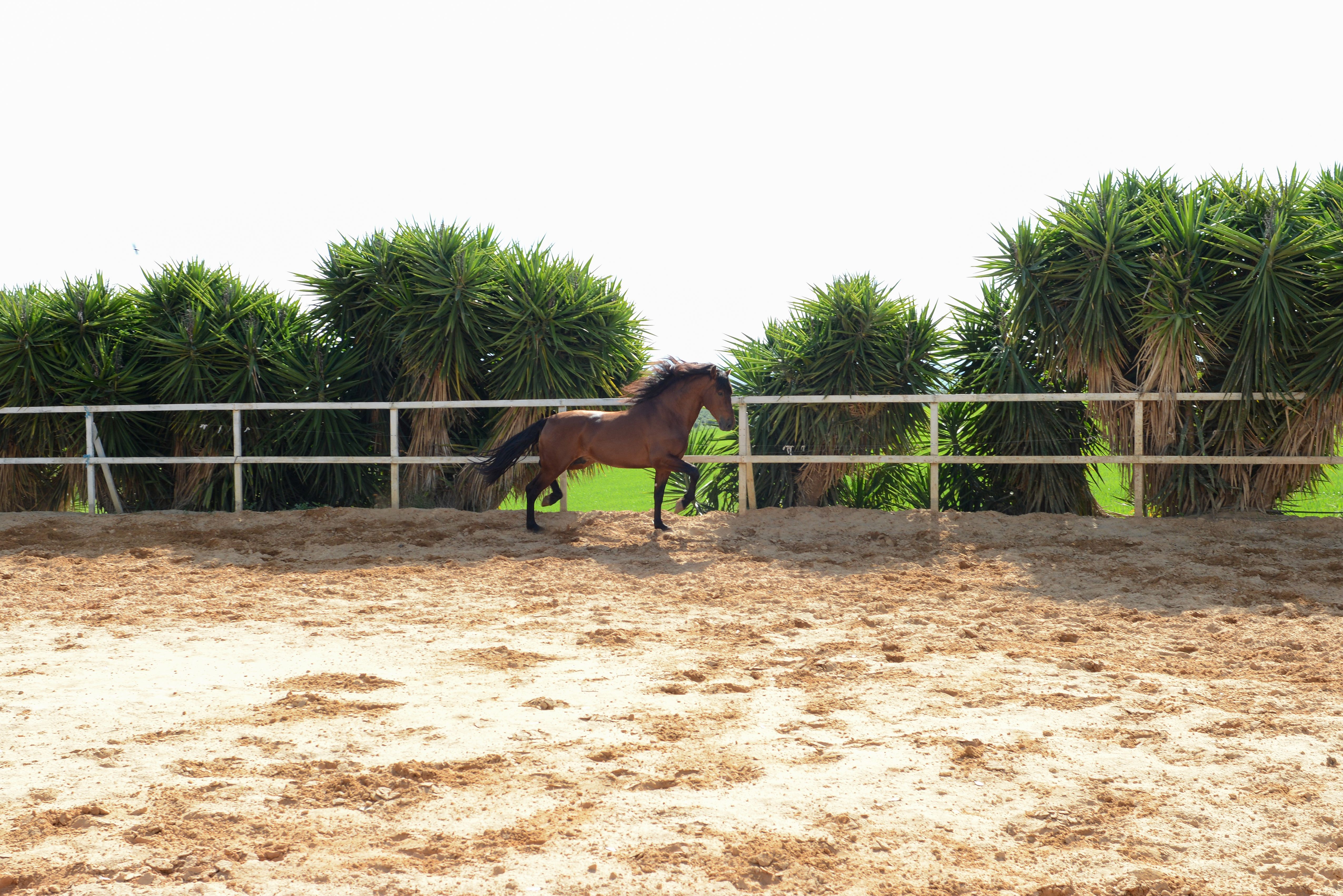 Foto 11 de Venta de caballos en  | Yeguada Ana María Bohórquez Martínez