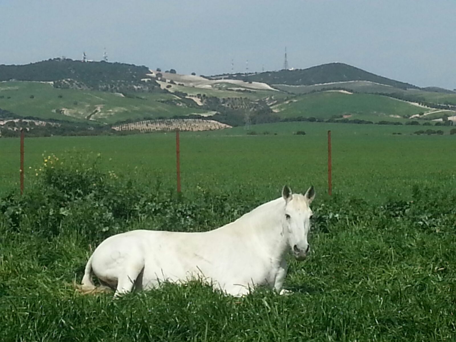 Finca de caballo Hispano-Árabe en Jerez de la Frontera