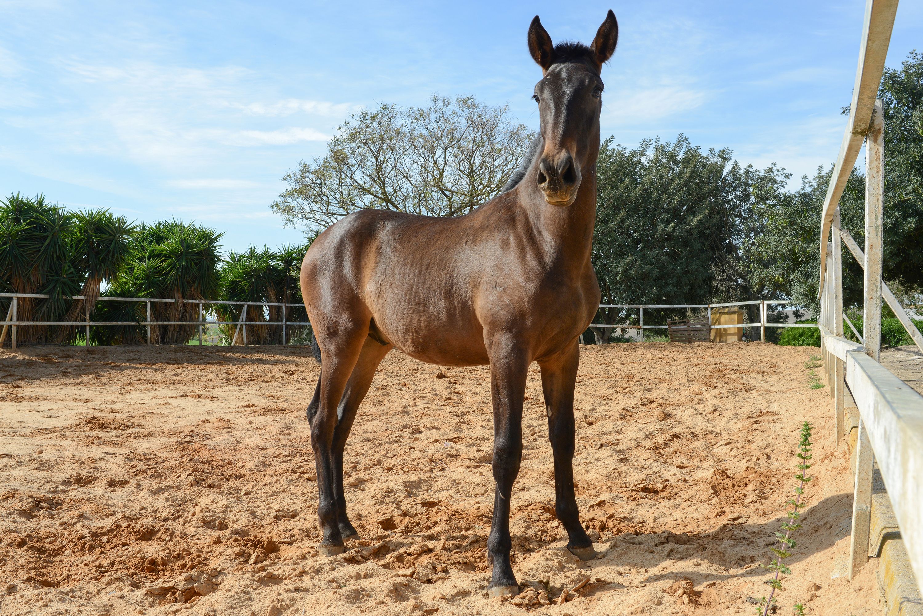 Foto 23 de Venta de caballos en  | Yeguada Ana María Bohórquez Martínez