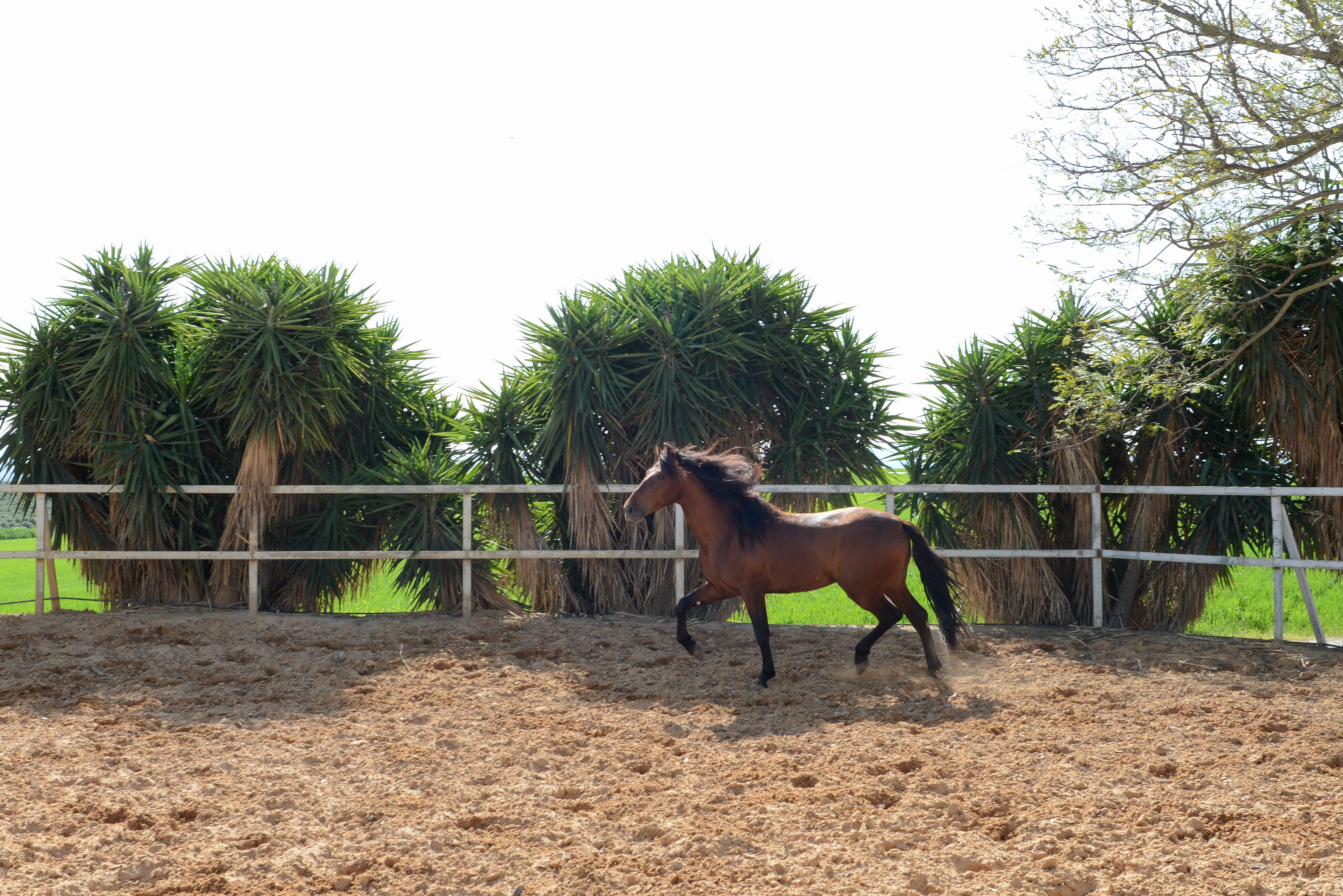 Foto 16 de Venta de caballos en  | Yeguada Ana María Bohórquez Martínez