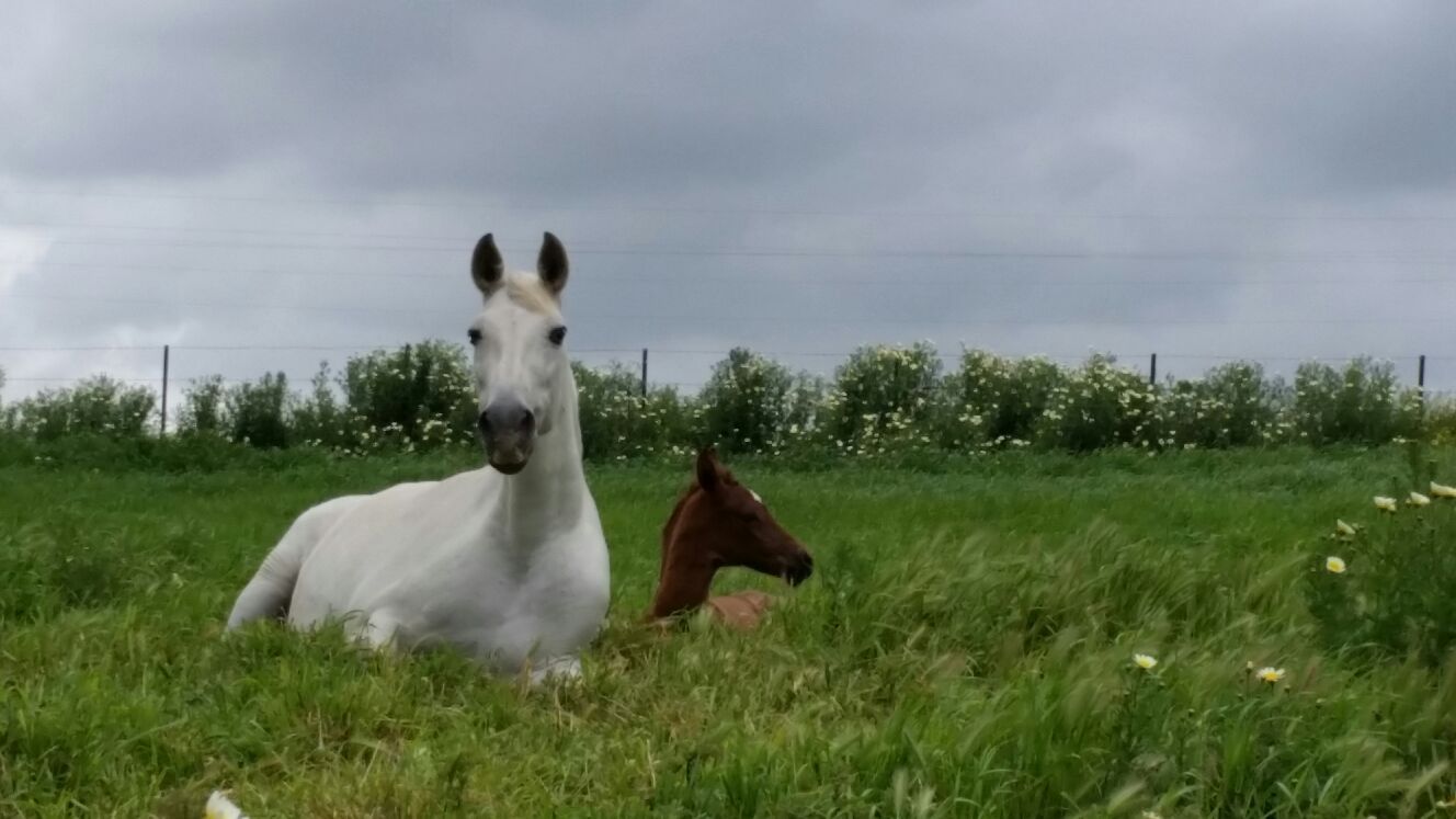 Venta de caballos de pura raza en Jerez de la Frontera