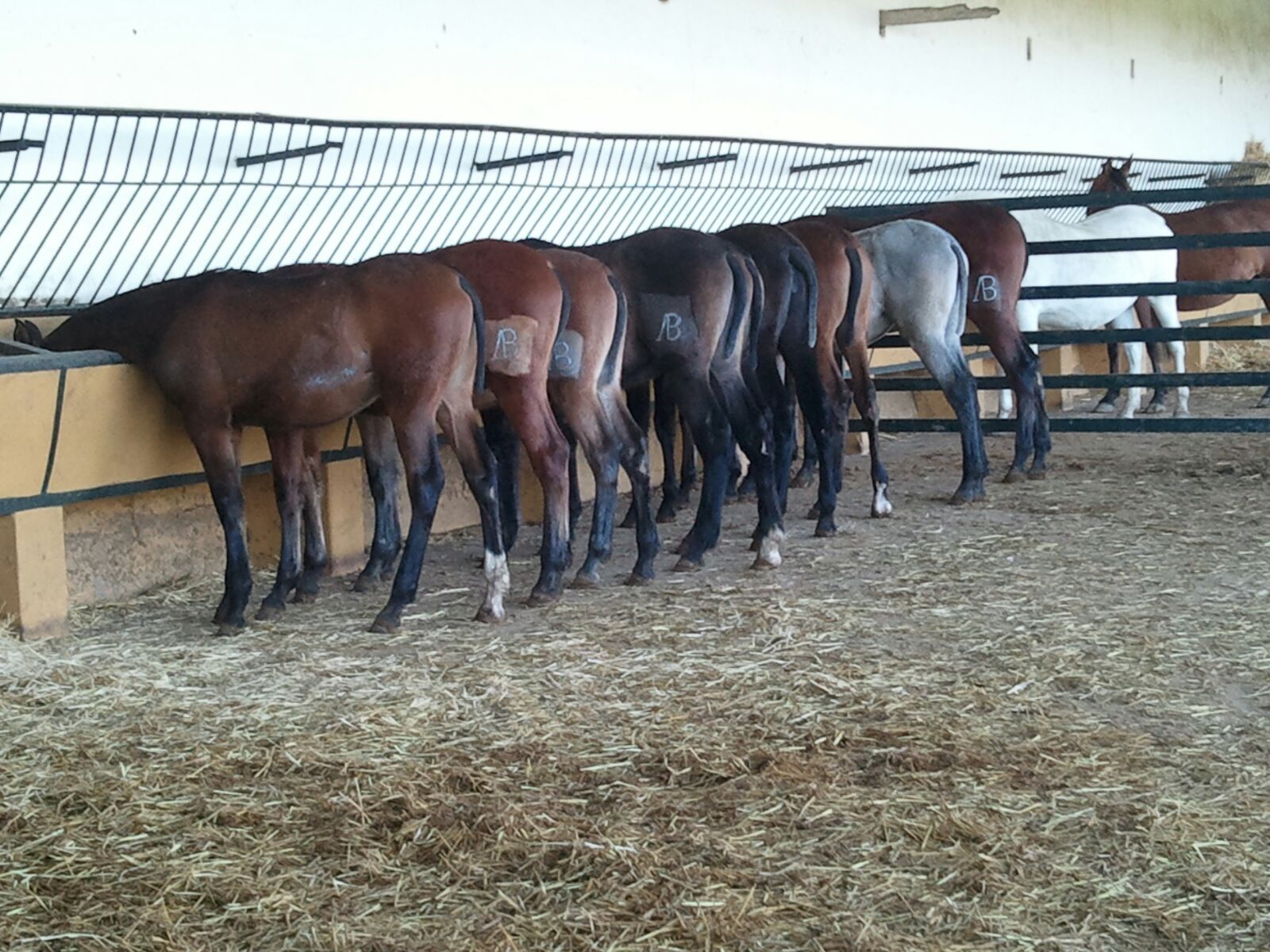 Comprar caballos Hispano-Árabes en Jerez de la Frontera