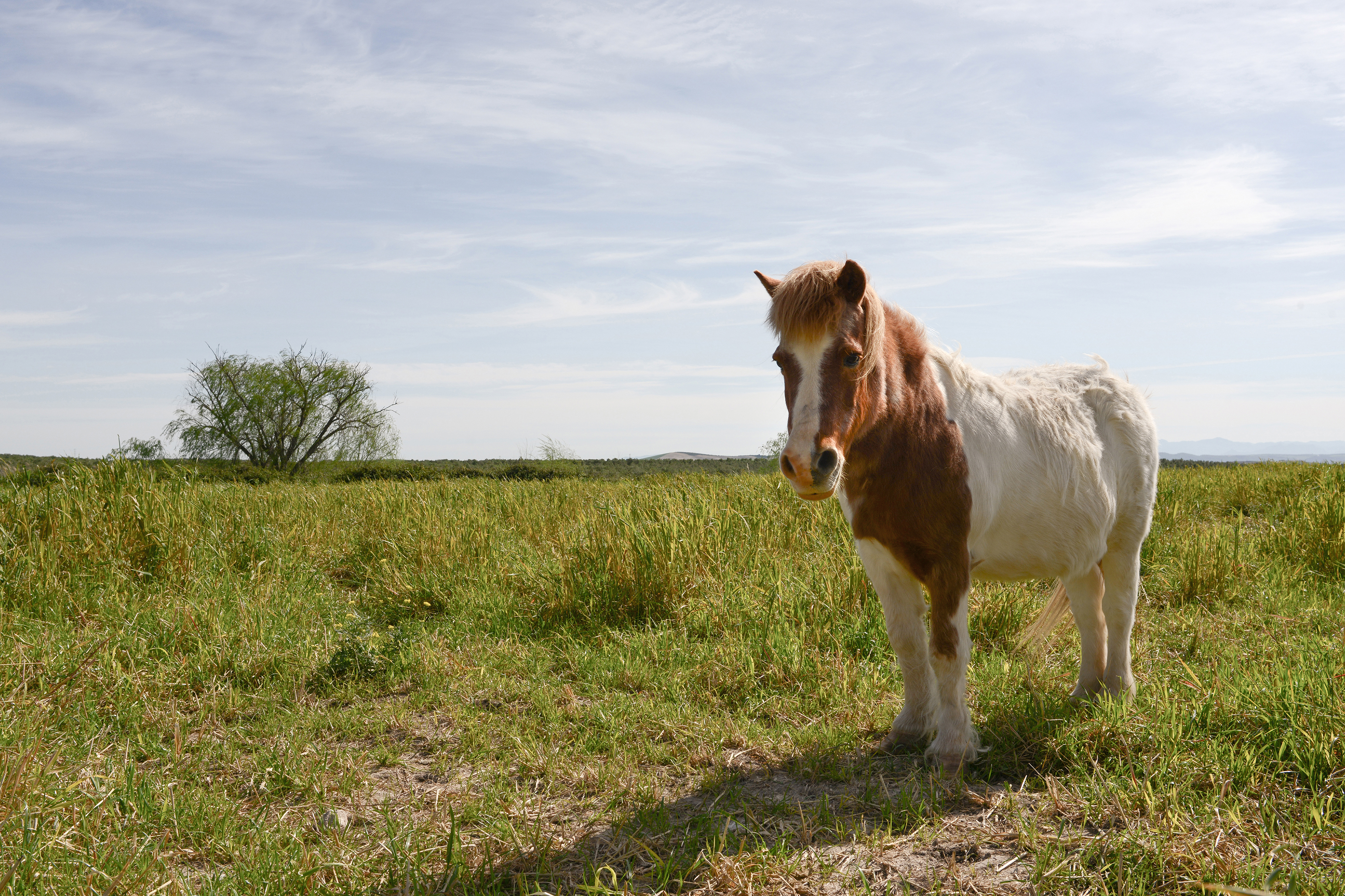 Venta de caballos en Jerez de la Frontera