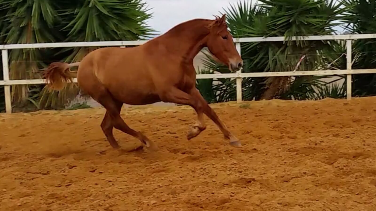 Venta de caballos Hispano-Árabes en Jerez de la Frontera