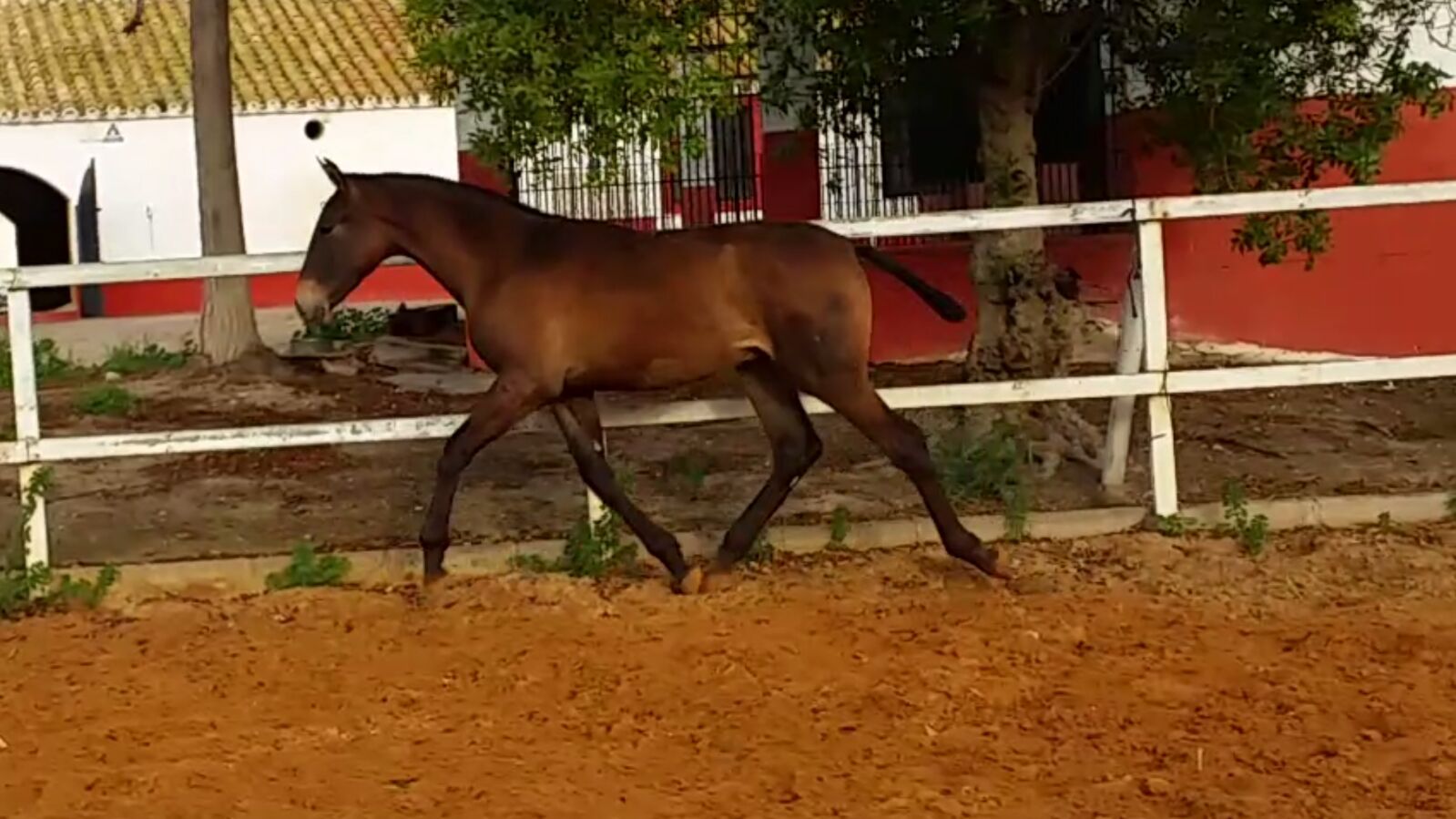 Yeguada de caballos pura raza en Jerez de la Frontera