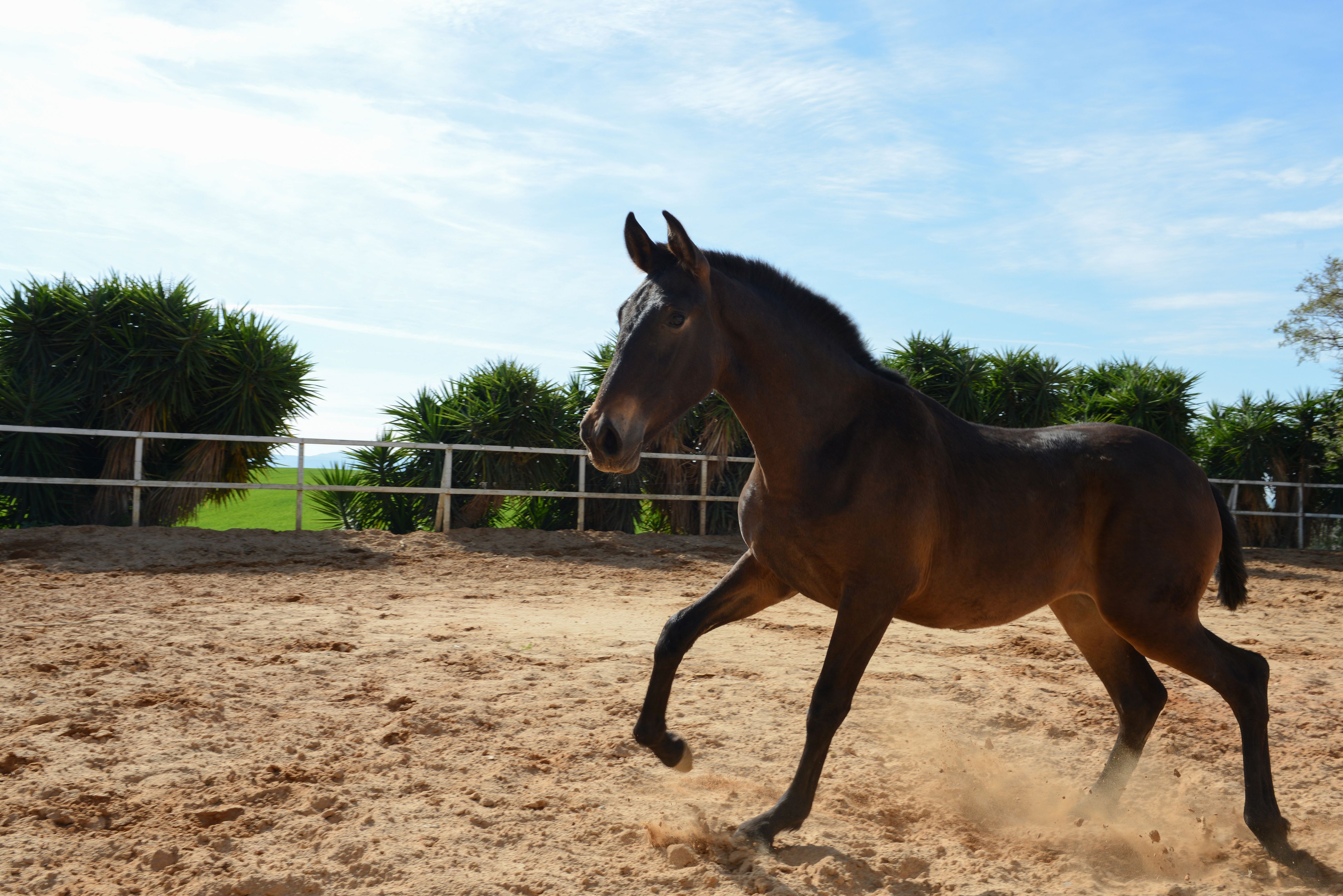 Foto 24 de Venta de caballos en  | Yeguada Ana María Bohórquez Martínez