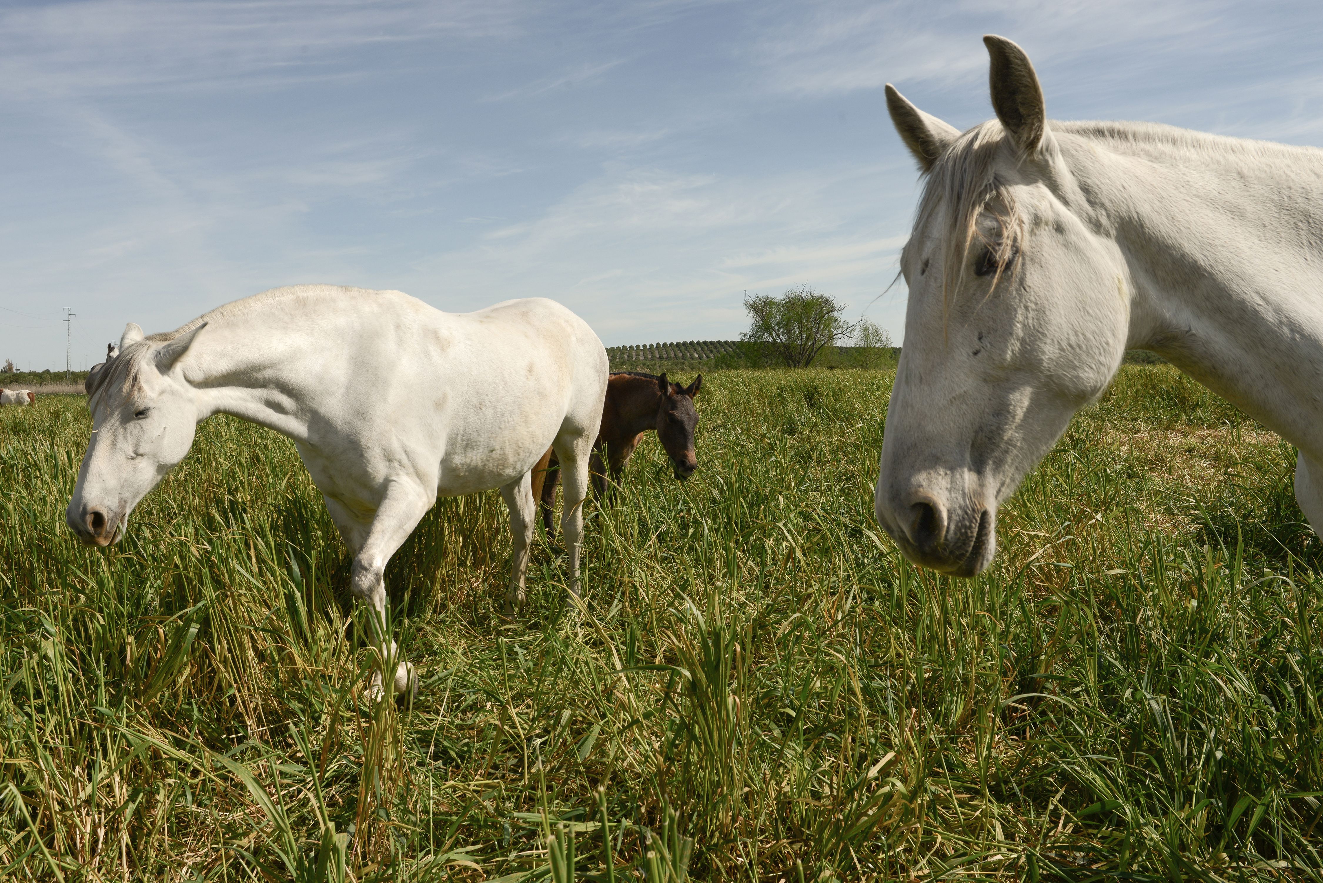 Foto 9 de Venta de caballos en  | Yeguada Ana María Bohórquez Martínez