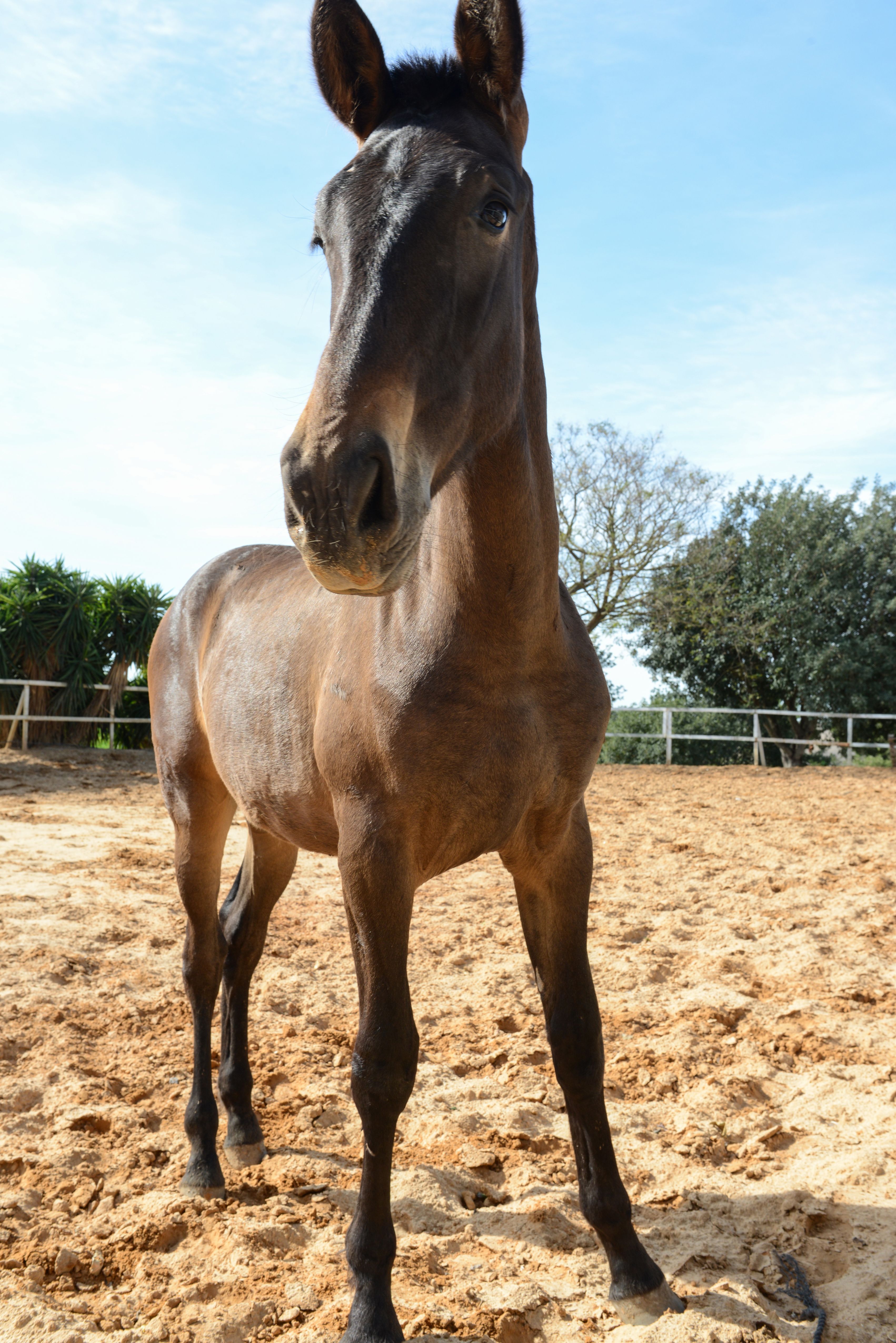 Foto 22 de Venta de caballos en  | Yeguada Ana María Bohórquez Martínez