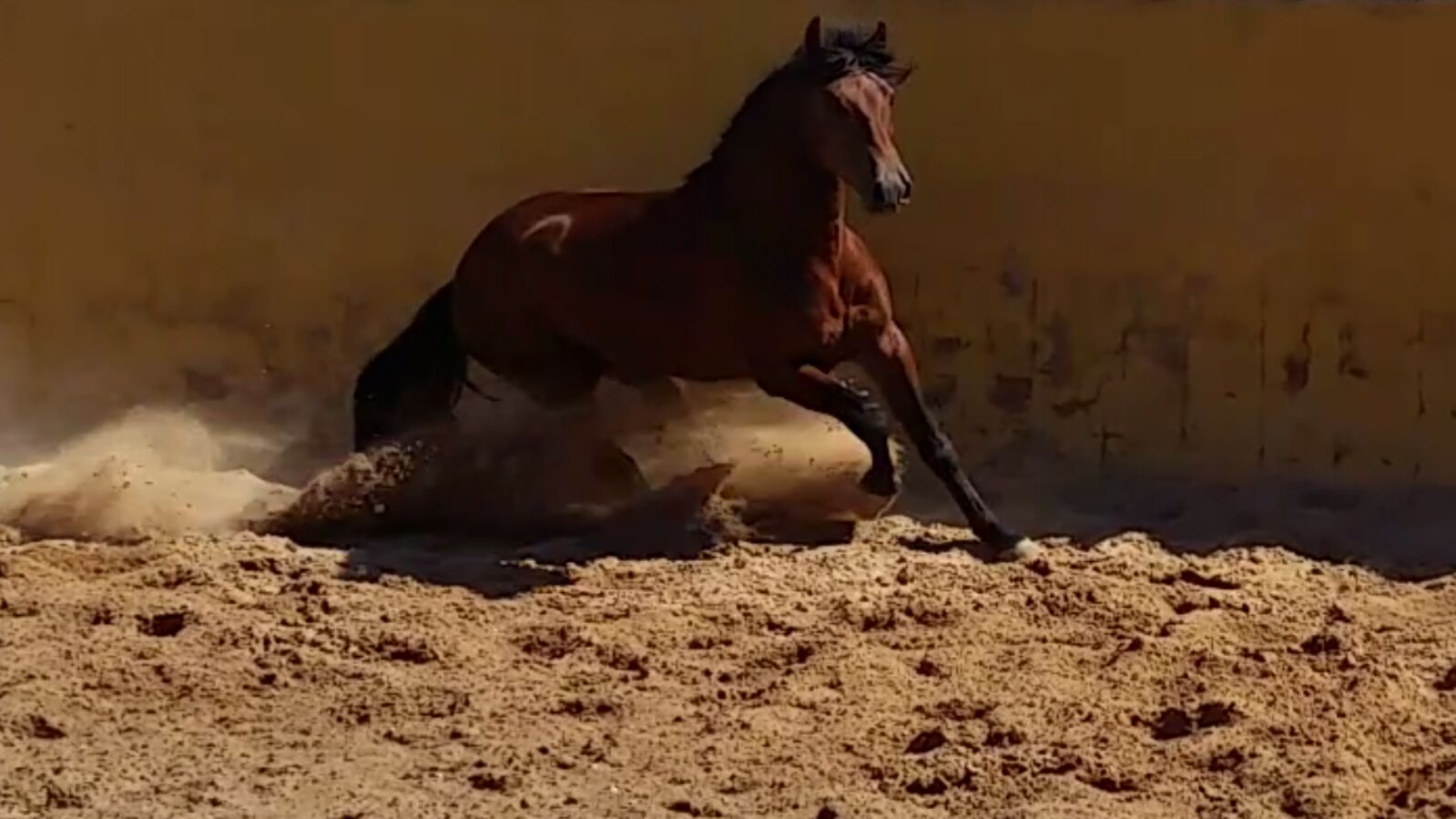 Caballos seleccionados de pura raza en Jerez de la Frontera