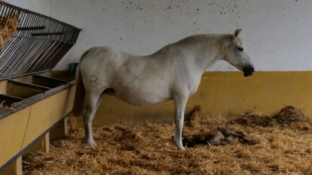 Cría y venta de caballos Hispano-Árabes en Jerez de la Frontera